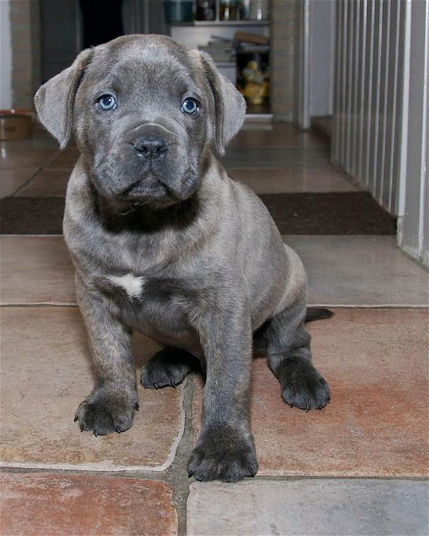 Plusieurs petit chiots